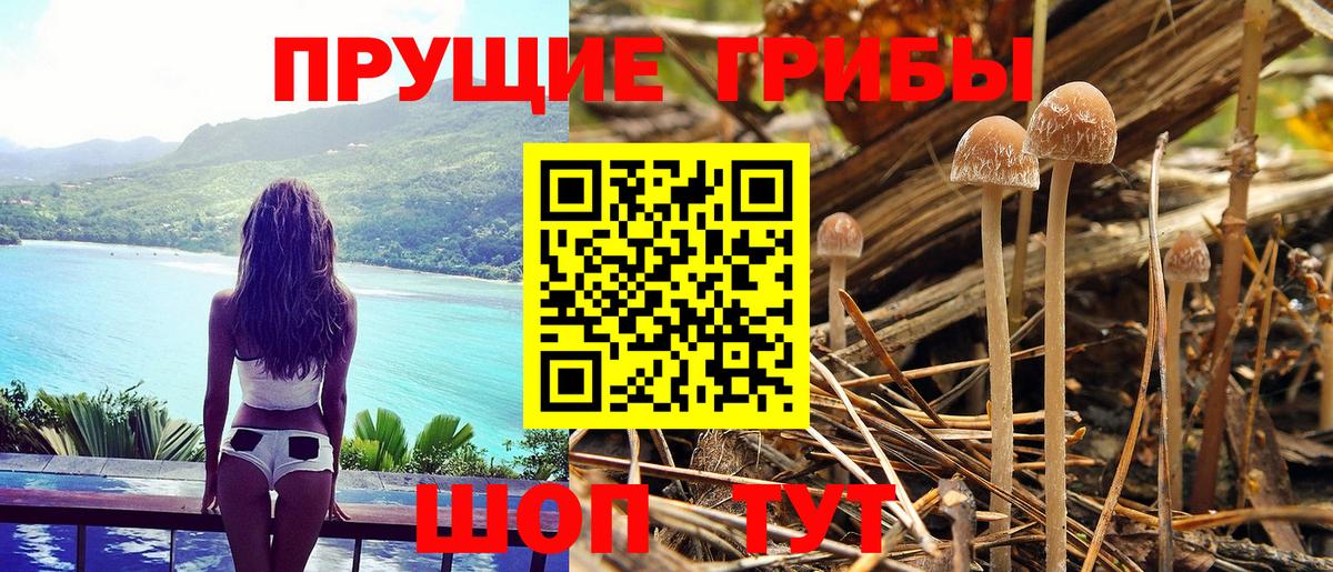 Псилоцибиновые грибы Psilocybe Фурманов